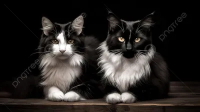 Купить Черно-белые эмалированные булавки с котами, обнимающие милые  мультяшные кошки, броши с изображением животных, ювелирные изделия с  лацканами, подарки для друзей | Joom