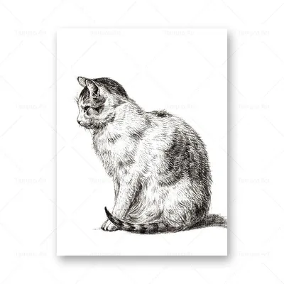 йин янь черно-белые кошки иллюстрация вектора. иллюстрации насчитывающей  ангстрома - 255737472