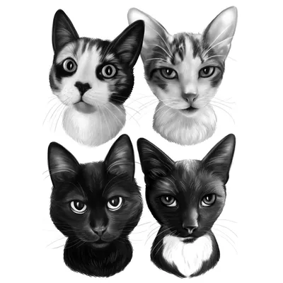 черно белые кошки сидят на темном фоне, картинка черно белая кошка, кошка,  домашний питомец фон картинки и Фото для бесплатной загрузки