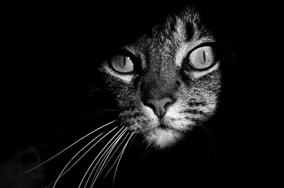 Черно-белая (смокинговая) кошка манчкин: факты, происхождение и история с  фотографиями | КотоВедение | Дзен