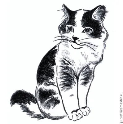 Черный кот с белой грудкой и лапками: 8 пород | Прокотьев | Дзен