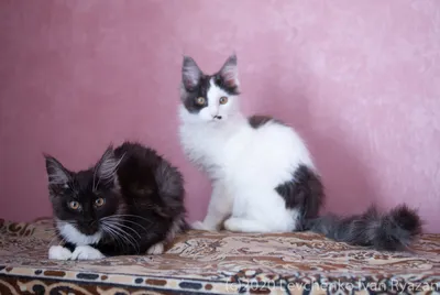 Чёрно белые кошки» — создано в Шедевруме
