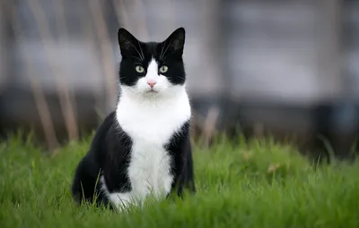 черно-белый портрет кошки, домашнее животное Stock Photo | Adobe Stock