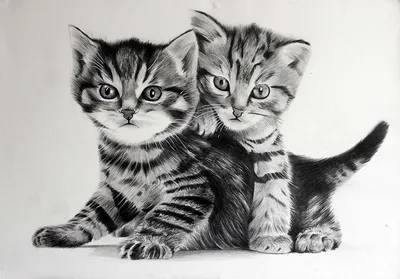 силуэт черно белой стройной кошки вектор или цветной иллюстратор PNG ,  черный, белый, дизайн PNG картинки и пнг рисунок для бесплатной загрузки