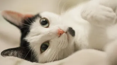 Прикольные черно-белые котята Мейн кун. | Левуарден Levuarden | Дзен