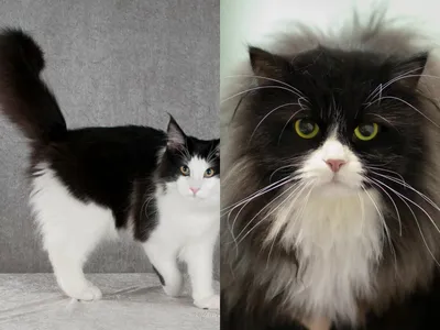 черно-белые кошки крутые животные обои - TenStickers