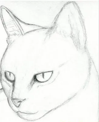 Рисунок карандашом для срисовки легкие кошки - 37 фото