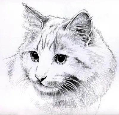 Простой рисунок кошки карандашом для срисовки - 64 фото