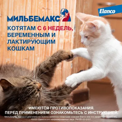 Пчелодар Фенпраз таблетки для кошек и котят упаковка, 6 таб купить по  низкой цене с доставкой - БиоСтайл