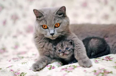 Foto Stock Две кошки - мама и ребенок, маленький котенок. Кошка и котенок  прижались друг к другу. Кошки семья, мама и малыш любят друг друга. Нежные,  ласковые отношения в семье | Adobe Stock