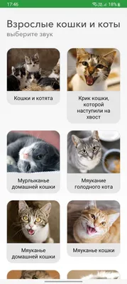 Диронет 200 для кошек и котят, 2 таблетки – купить в Воронеже по цене  интернет-магазина «Две собаки»