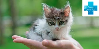 Мильбецин Нео для котят и кошек 0,5 - 4 кг упаковка, 2 таб купить по низкой  цене с доставкой - БиоСтайл