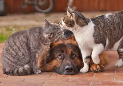 Картинки кошек и собак прикольные