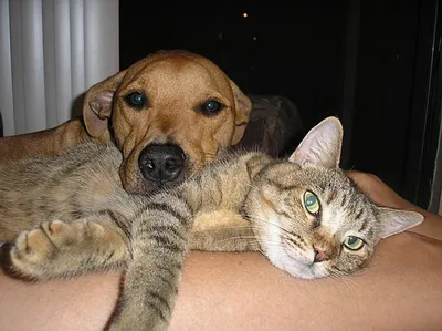 Фото кошек и собак прикольные (15 фото) | Казаков | Дзен