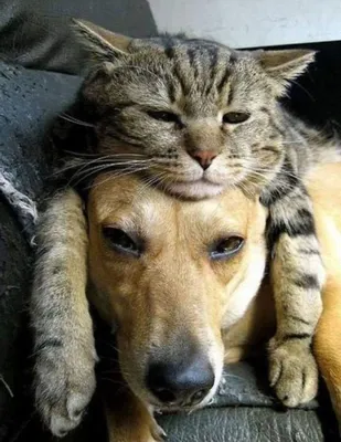 Смешные собак и кошек - картинки и фото koshka.top