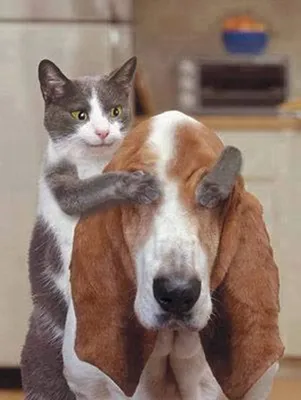 Самые смешные картинки кошек и собак (57 фото) - 57 фото