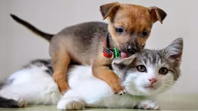 Самые смешные кошки и собаки - 78 фото