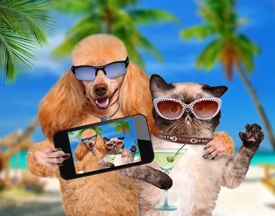 Картинки Юмор пудели Кошки Собаки Селфи сматфоном смешная Очки
