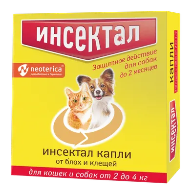 Как подружить кошку с собакой, правила воспитания питомцев