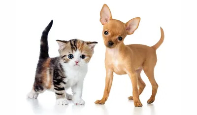 Кто круче? КОШКИ против СОБАК 😺🐶 ❗ Смешные и забавные кошки и собаки -  YouTube