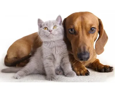 Обязательное чипирование кошек и собак предлагают ввести в Беларуси -  04.10.2023, Sputnik Беларусь