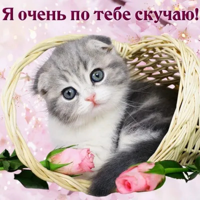 Картинки скучаю по тебе (30 картинок) | Очаровательные котята, Милые  котики, Красивые кошки