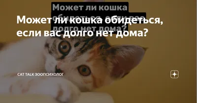 Может ли кошка обидеться, если вас долго нет дома? | Cat talk зоопсихолог |  Дзен