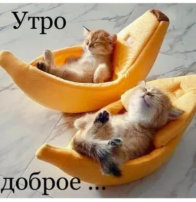 Пин от пользователя Natalia Nikonova на доске Доброе утро | Детеныши  животных, Смешные котята, Милые детеныши животных