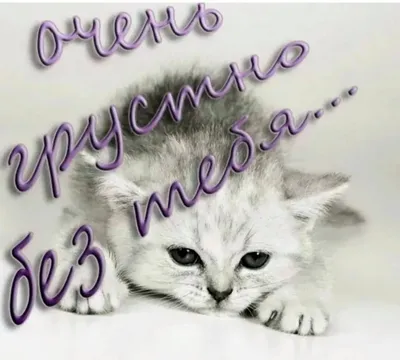 Сибирские котята в Минске | Питомник сибирских кошек \"Valenika\"