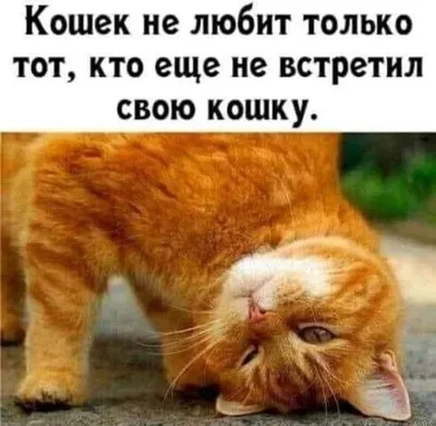 Пин от пользователя Татьяна Куртикова на доске котики | Котята, Кошки,  Забавные зверюшки