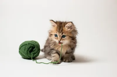Британский кот: истории из жизни, советы, новости, юмор и картинки — Все  посты | Пикабу