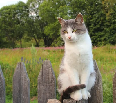 Деревенская кошка — особая порода кошек | Животные | Дзен