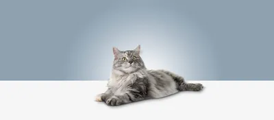 Адвокат для кошек 4-8 кг – Средства от блох и клещей