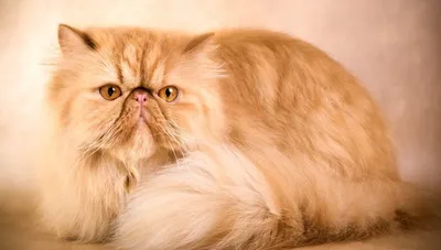 Дымчатая кошка — единственная порода кошек из Австралии, признанная  фелинологами | Приключения натуралиста | Дзен