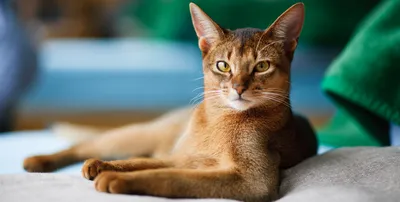 Стресс у кошки – основные симптомы | HOME FOOD