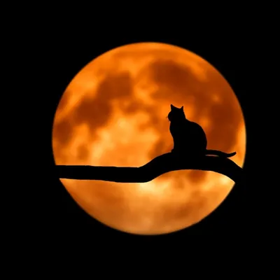 Кошка на фоне луны | Пикабу