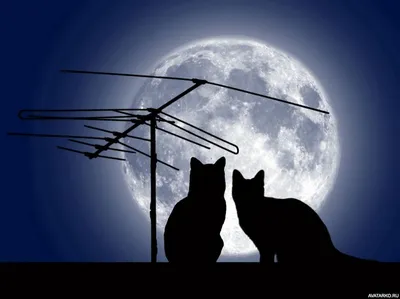 Силуэт двух кошек на крыше на фоне луны — Картинки для аватара | Животные,  Силуэт, Живописные пейзажи