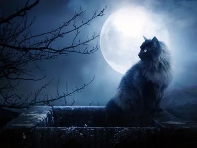 Картинки - Ночная кошка на фоне луны