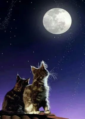 Картинки кошка и луна фотографии