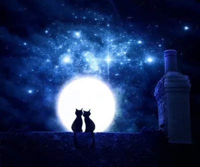 луна и кошка с золотыми осколками Стоковое Изображение - изображение  насчитывающей счастливо, фантазия: 230549825