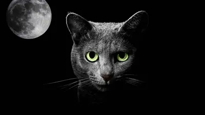 Лунная кошка - фото и картинки: 31 штук