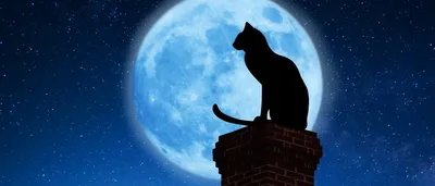 Чёрный кот на Луне Векторное изображение ©Yulu 134004348