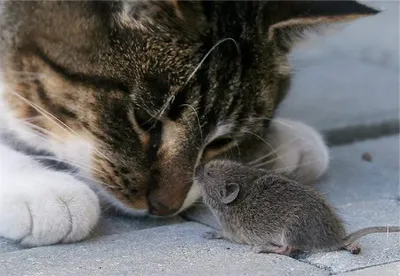 Кошка и мышки. BONDIBON