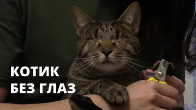 Они по природе охотники»: как правильно играть с кошкой - vtomske.ru
