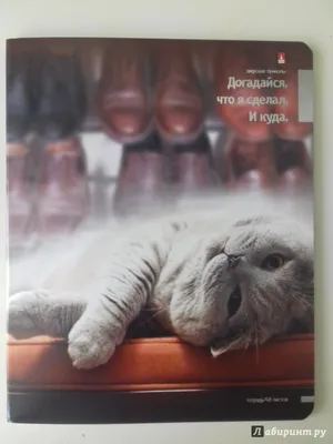 Приколы с Котами и Кошками 2019 | Смешные Коты и Кошки | Никита Гоголь |  Дзен