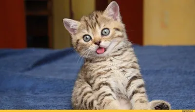 Кружка с котом, с котиком прикольные животные мем с кошкой HaHaHub  155812692 купить за 358 ₽ в интернет-магазине Wildberries