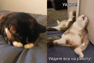 Смешные кошки #2 - подборка 2013 — Видео | ВКонтакте