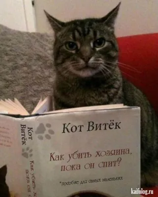Русские приколы про животных (45 фото) | Кошки и котята, Приколы про  животных, Смешные фото животных