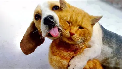 Дружба кошки и собаки: 10 интересных фактов о взаимоотношениях питомцев |  Приключения натуралиста | Дзен