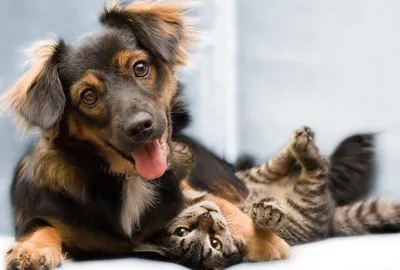Трогательные истории дружбы собак и кошек... 2 - YouTube